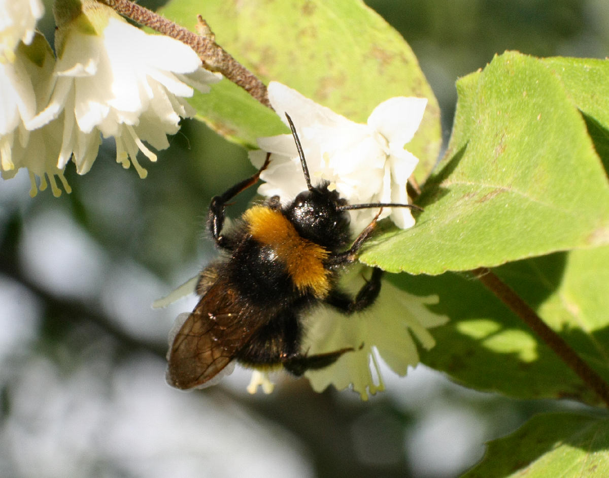 Bombus sp. ?
